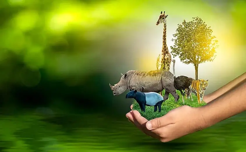 Biodiversity ecosystem and nature-based solutions in Africa